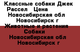 Классные собаки Джек Рассел › Цена ­ 30 000 - Новосибирская обл., Новосибирск г. Животные и растения » Собаки   . Новосибирская обл.,Новосибирск г.